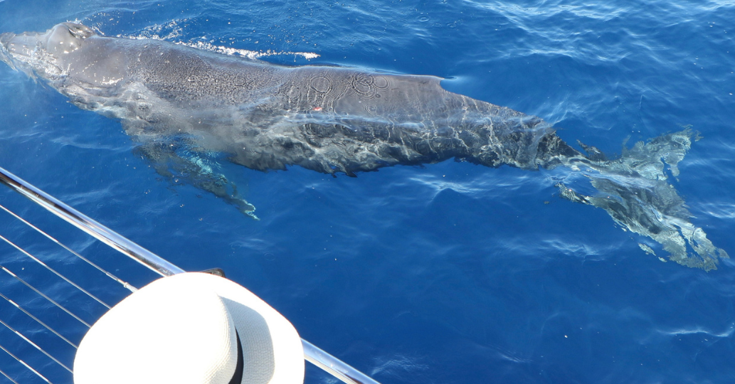 F - Whale watching
